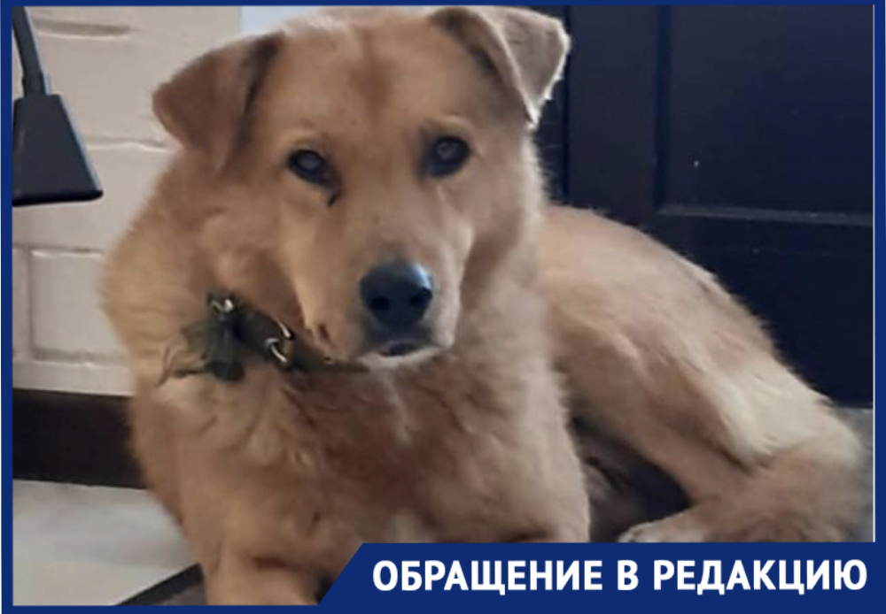 «Вы наша последняя надежда!»: новороссийцы призывают спасти бездомного пса «Вы наша последняя надежда!»: новороссийцы призывают спасти бездомного пса