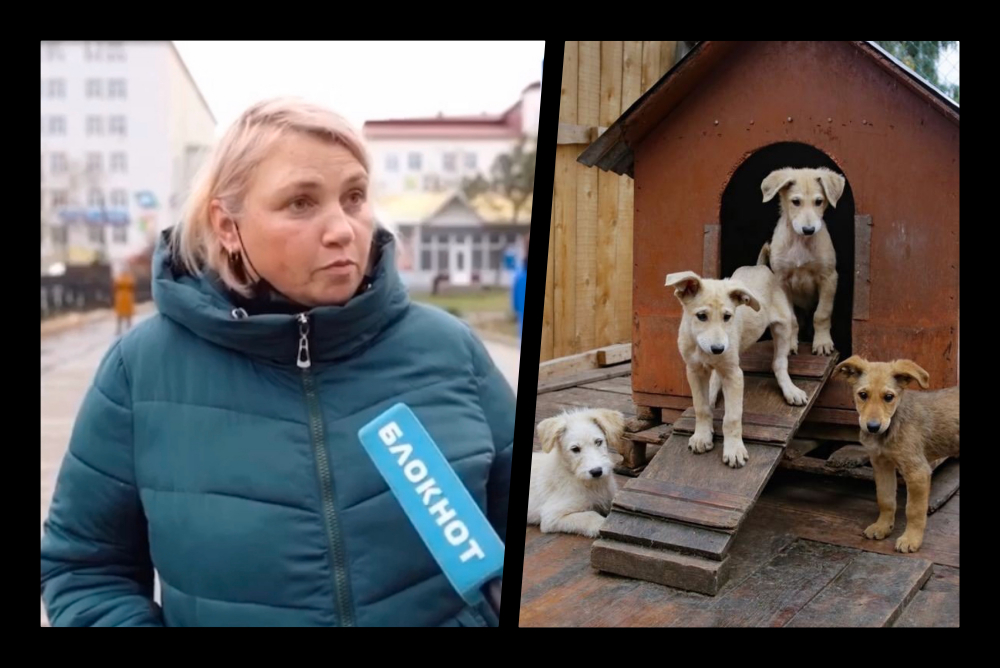 В Новороссийске появится муниципальный приют для животных В Новороссийске появится муниципальный приют для животных