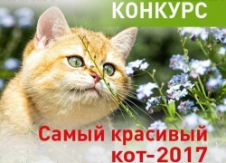 Завершается прием заявок в конкурс "Самый красивый кот-2017" в Новороссийске Завершается прием заявок в конкурс "Самый красивый кот-2017" в Новороссийске