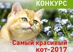 У кого самая красивая киска в Новороссийске? У кого самая красивая киска в Новороссийске?