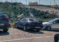 В Новороссийске "козлы" встречаются не только за рулем В Новороссийске "козлы" встречаются не только за рулем