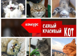Завершен прием заявок в конкурсе "Самый красивый кот - 2018" Завершен прием заявок в конкурсе "Самый красивый кот - 2018"