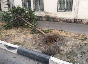 Подотчетное дерево уже несколько дней лежит корнями вверх в центре Новороссйска Подотчетное дерево уже несколько дней лежит корнями вверх в центре Новороссйска