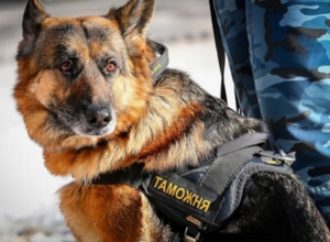 Суд Новороссийска вынес приговор за подмену собаки Суд Новороссийска вынес приговор за подмену собаки