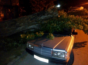 Старое дерево упало на припаркованный у дома автомобиль в Новороссийске Старое дерево упало на припаркованный у дома автомобиль в Новороссийске