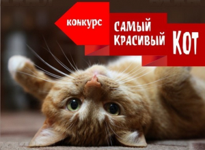 Завершается прием заявок в конкурсе «Самый красивый кот – 2018» Завершается прием заявок в конкурсе «Самый красивый кот – 2018»