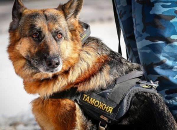 Суд Новороссийска вынес приговор за подмену собаки Суд Новороссийска вынес приговор за подмену собаки