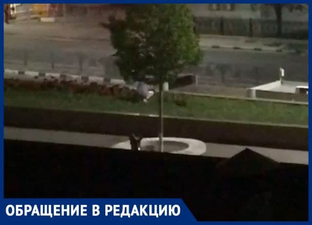 «Пусть человеку стыдно станет!» - жительница Новороссийска потопталась по клумбам «Пусть человеку стыдно станет!» - жительница Новороссийска потопталась по клумбам