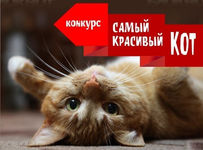 Завершается прием заявок в конкурсе «Самый красивый кот – 2018» Завершается прием заявок в конкурсе «Самый красивый кот – 2018»