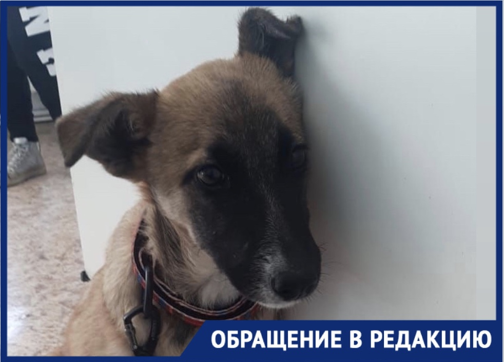 Лежала и стонала: новороссийцы спасли щенка и теперь ищут ему семью Лежала и стонала: новороссийцы спасли щенка и теперь ищут ему семью