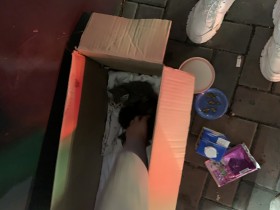 Выкинули котят в районе Мифодиевского рынка 
