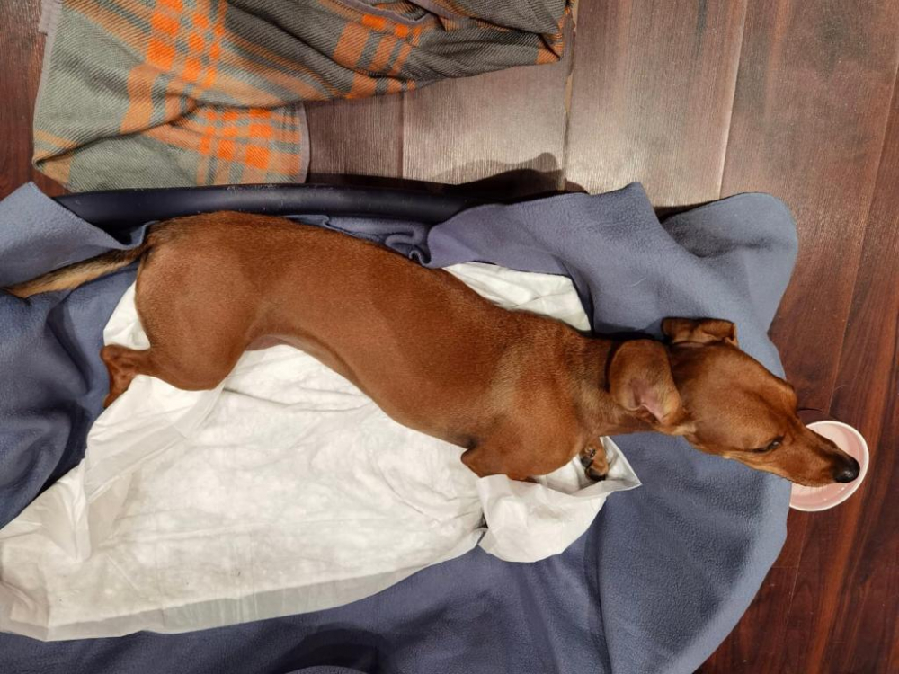 «Мр*зь сбила Стефку и скрылась!»: собака новороссийца пострадала от неизвестного водителя