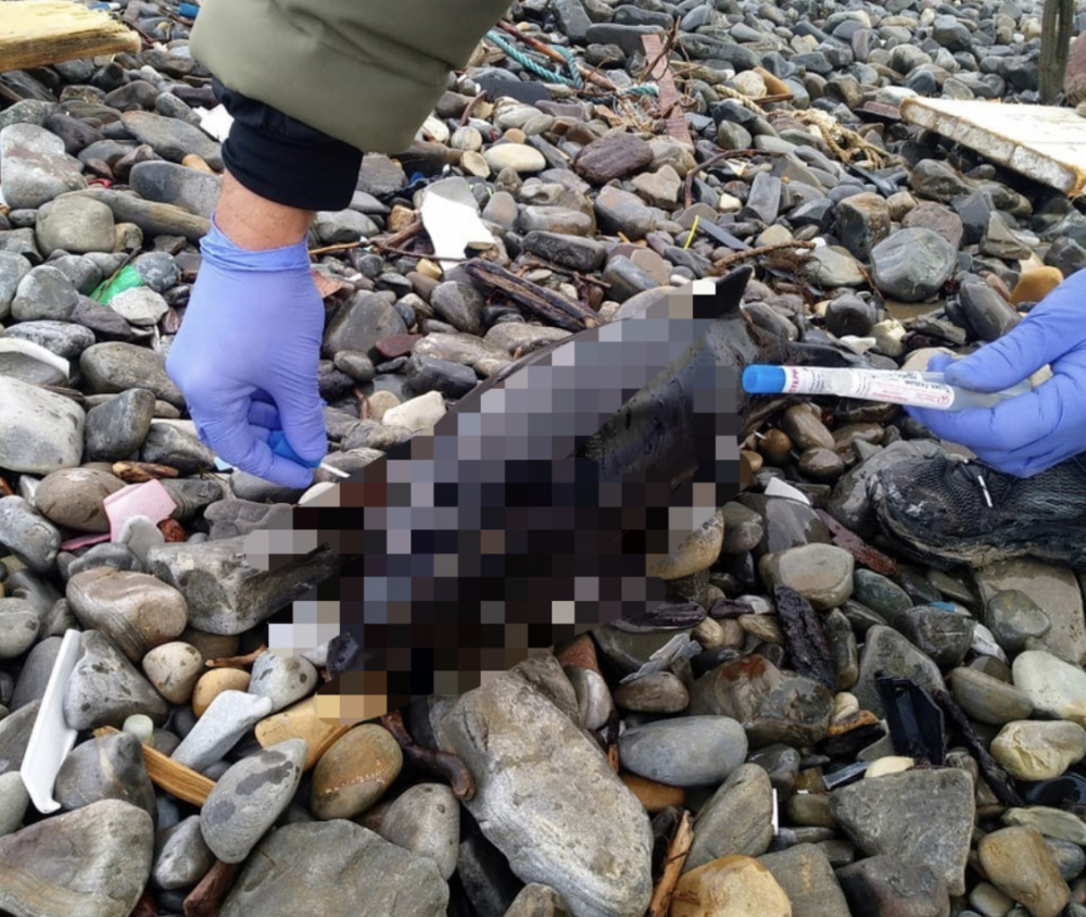 В Новороссийске нашли мертвого дельфина: на теле следы от зубов