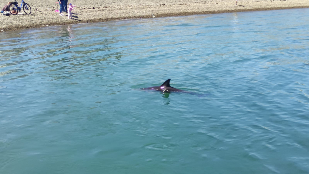 Праздничное чудо: новороссийцы могут стать свидетелями родов дельфина