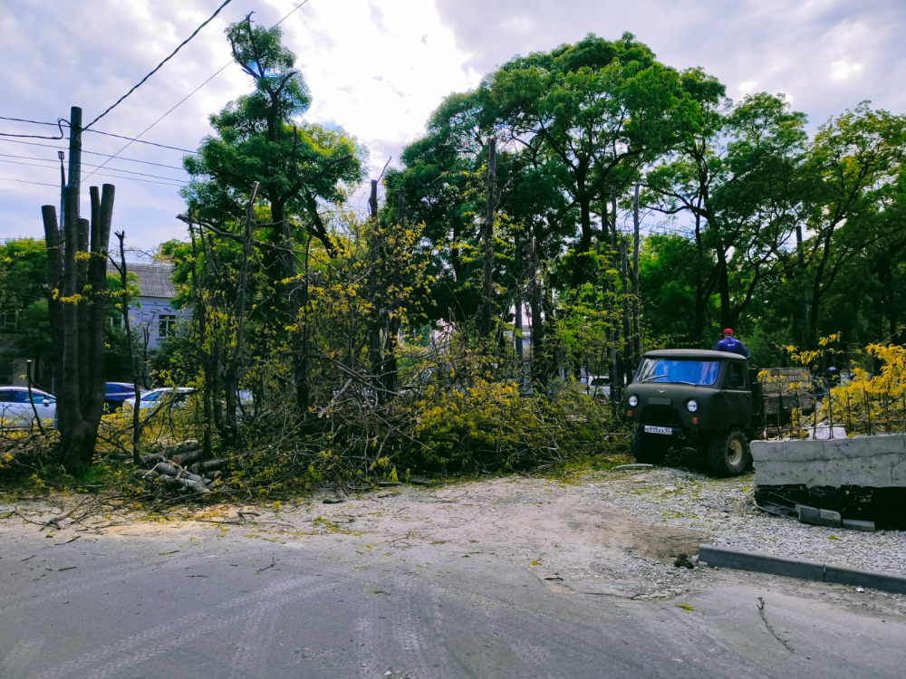 «Блокнот» узнал, законно ли вырубили деревья на Анапском шоссе в Новороссийске