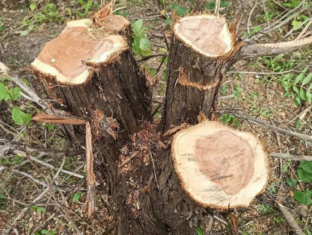 Чем дальше в лес, тем больше дров: кто и зачем вырубает можжевельник под Новороссийском