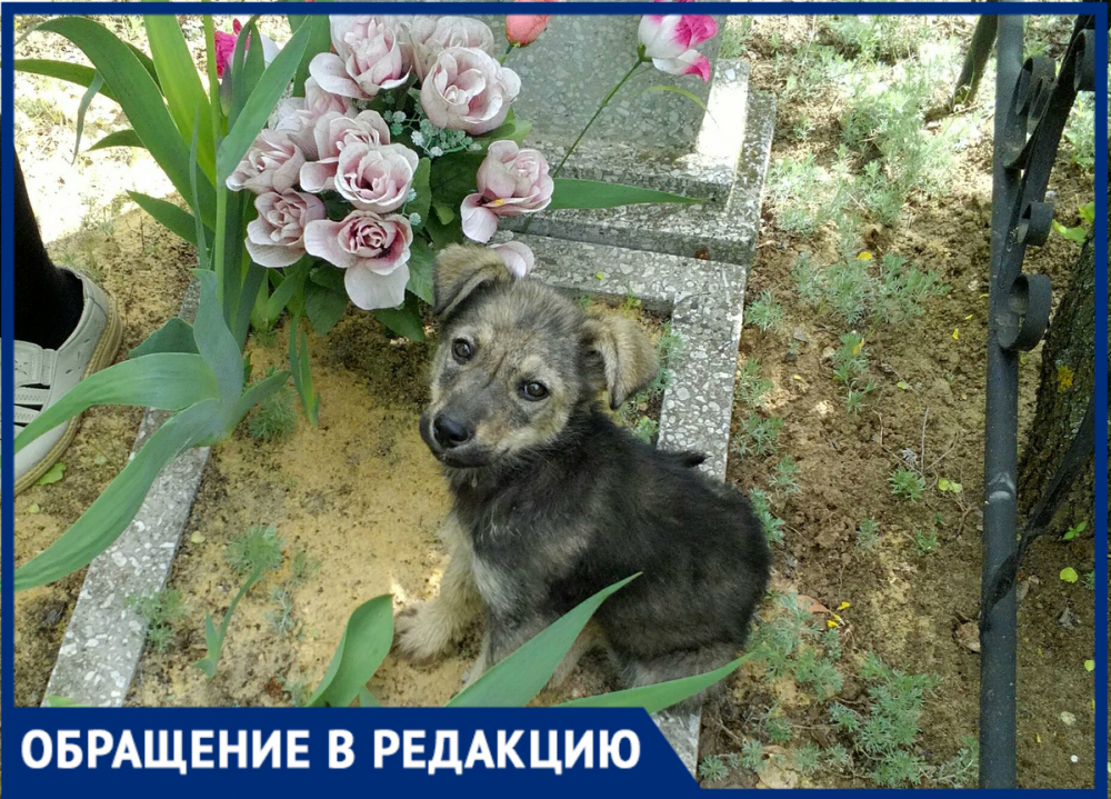 - «Герои» приехали в воскресенье, расстреляли и уехали — жительница Новороссийска о пропаже собак