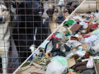 "Полигона" больше нет: кто будет отлавливать собак и принимать отходы в Новороссийске 