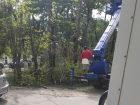 Прямо сейчас в Приморском районе Новороссийска вырубают акации и другие деревья 