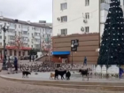 Жительница Новороссийска возмущена стаями бездомных собак, бегающих по центру города 