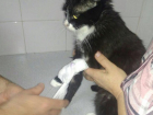 Кошка Соня нашла свою смерть в ветеринарной клинике Новороссийска "9 жизней"