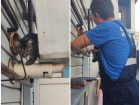 Кот-вытяжкоход: в Новороссийске животное застряло в оборудовании