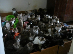 Жительница Новороссийска содержит на своем участке 30 кошек и собак