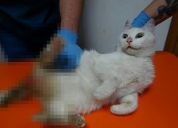 Дело об неизнасилованной кошке в Новороссийске закрыто. «Крупные особи других пород» не найдены