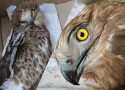 Болевой шок и потеря крови: новороссийцы помогли спасти раненую птицу