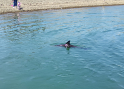 Праздничное чудо: новороссийцы могут стать свидетелями родов дельфина 