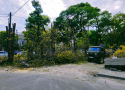 "Блокнот" узнал, законно ли вырубили деревья на Анапском шоссе в Новороссийске  