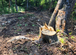 В Цемесской роще наломали дров на 600 тысяч рублей: заведено уголовное дело