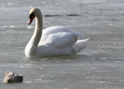 Роман Бреус рассказал, чем нельзя подкармливать перелетных птиц, зимующих в Новороссийске