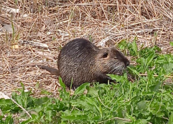 «Здоровая крыса» или «болотный бобёр» - в Новороссийске заметили необычного грызуна