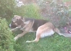Умирают отравленные собаки на глазах отдыхающих в Геленджике