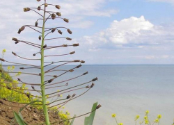 Бельвалия великолепная - растение, которое уже не смогут увидеть будущие поколения новороссийцев