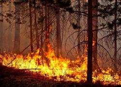 Одна спичка может уничтожить леса Новороссийска: что нужно знать перед майскими