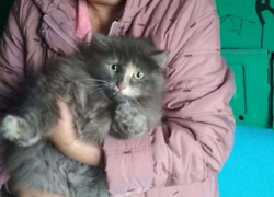 Спасатели и бабушки спасли офонаревшего кота в Новороссийске
