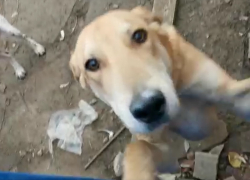 Умер хозяин: на участке под Новороссийском в голодном плену оказались две прекрасные охотничьи собаки