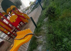 Змея отдыхала на детской площадке: испугались и новороссийцы, и их дети