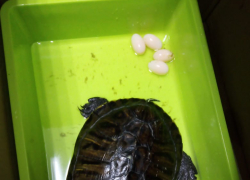 Трудные роды новороссийской красноухой черепахи: врачи помогли   