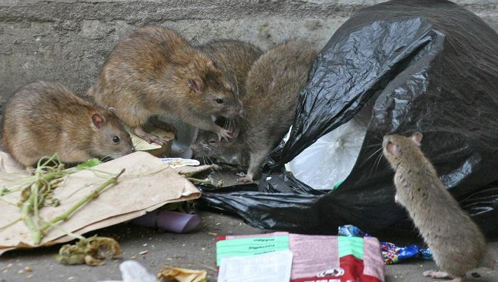Новороссийцы ужаснулись стаям крыс возле одного из магазинов города-героя