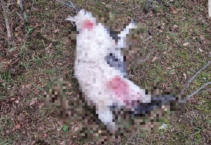 В Новороссийске неизвестные расстреляли двух домашних коз из контактной фермы