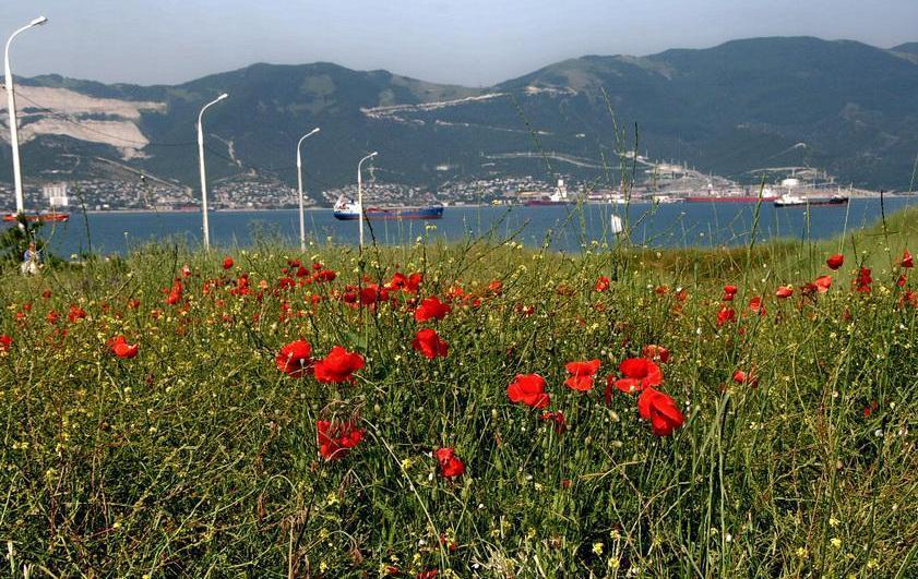 Новороссийские экологи настояли на расширении количества краснокнижных растений на побережье
