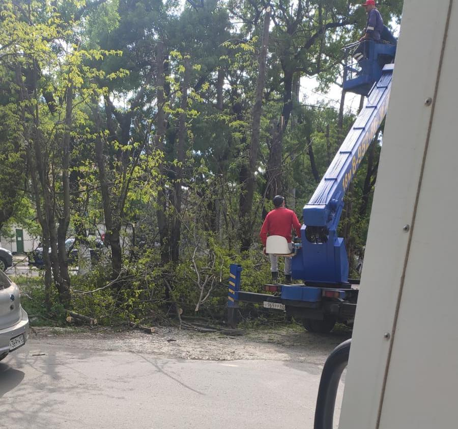 Прямо сейчас в Приморском районе Новороссийска вырубают акации и другие деревья